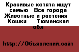 Красивые котята ищут семью - Все города Животные и растения » Кошки   . Тюменская обл.